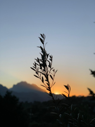 Agroturismo Son Alzines - Imagen 2 - bed_breakfast en Escorca