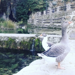 Bar Restaurante El Nacimiento - Imagen 2 - restaurante en Igualeja (Málaga)